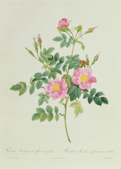 Rosa Rubiginosa Flore Semi-Pleno by Pierre Joseph Redouté